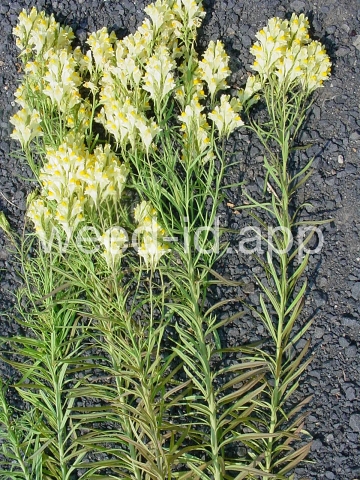 toadflax, yellow